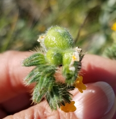 Schizomyia macrofila