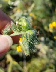 Schizomyia macrofila