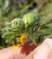 Schizomyia macrofila