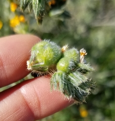 Schizomyia macrofila