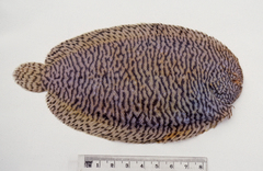 Synclidopus macleayanus