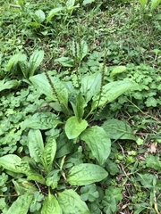Plantago asiatica