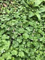 Oxalis debilis