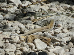 Pholidoscelis chrysolaemus