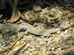 Pholidoscelis chrysolaemus