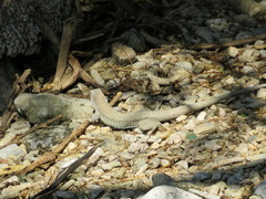 Pholidoscelis chrysolaemus