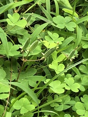 Oxalis corniculata