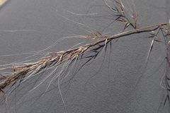 Muhlenbergia microsperma