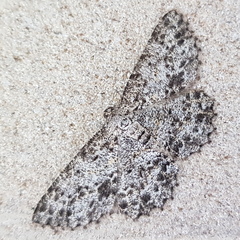 Thallogama pansticta