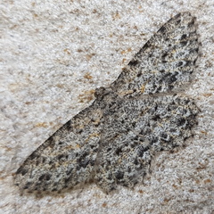 Thallogama pansticta