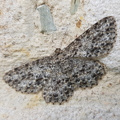 Thallogama pansticta