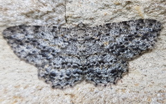 Thallogama pansticta