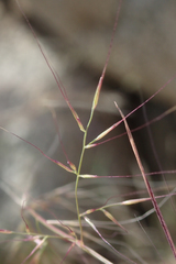 Muhlenbergia microsperma