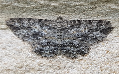 Thallogama pansticta