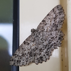 Thallogama pansticta