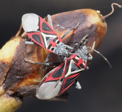 Anochrostomus formosus