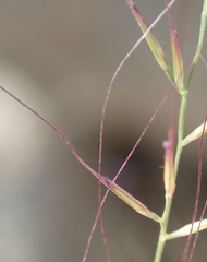 Muhlenbergia microsperma