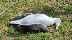 Larus dominicanus