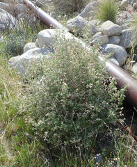 Brickellia desertorum