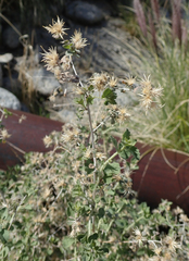 Brickellia desertorum