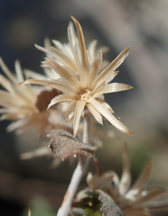Brickellia desertorum