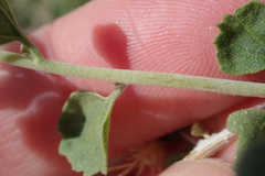 Brickellia desertorum