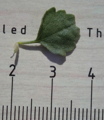 Brickellia desertorum