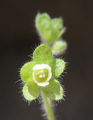 Eucrypta chrysanthemifolia bipinnatifida