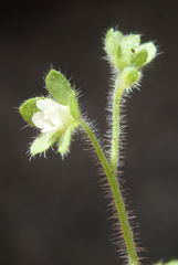 Eucrypta chrysanthemifolia bipinnatifida