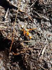 Antodynerus spoliatus