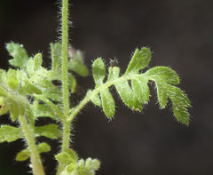 Eucrypta chrysanthemifolia bipinnatifida