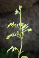 Eucrypta chrysanthemifolia bipinnatifida