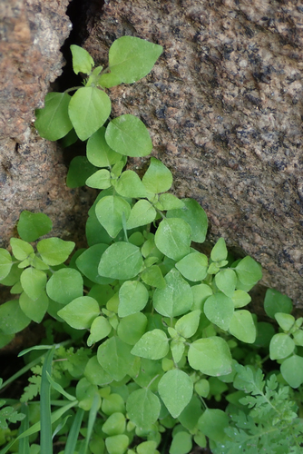 Parietaria hespera Hinton