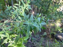 Pomaderris argyrophylla