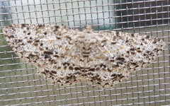 Thallogama pansticta