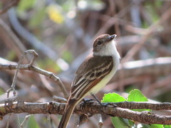 Myiarchus stolidus