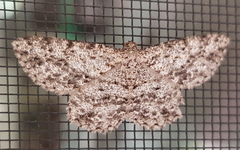 Thallogama pansticta