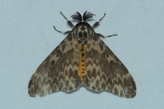 Lymantria atemeles