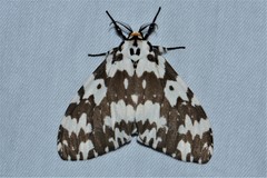 Lymantria atemeles