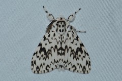 Lymantria singapura