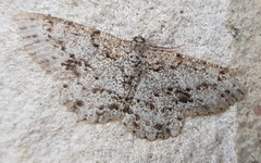 Thallogama pansticta