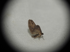 Eupithecia oxycedrata