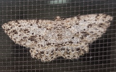 Thallogama pansticta