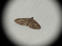 Eupithecia oxycedrata