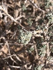Artemisia spinescens