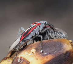 Anochrostomus formosus