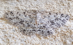 Thallogama pansticta