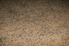 Pygopus schraderi