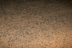 Pygopus schraderi