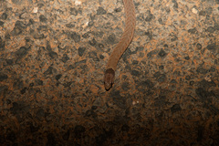 Pygopus schraderi